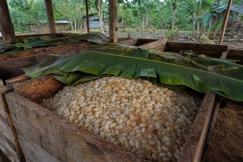 Box fermentation under banana leaves — where flavour is formed